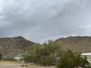 Birds Flying Over Desert Homes
