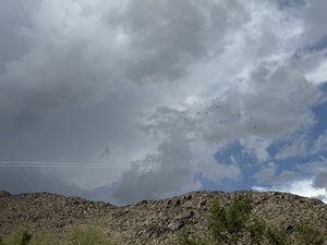 Turkey Vultures Over Brighteye Ranch